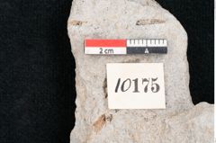 Foto (Detailansicht) von Plantae indet.  (NHMW-GEO-2024-0188-10175)